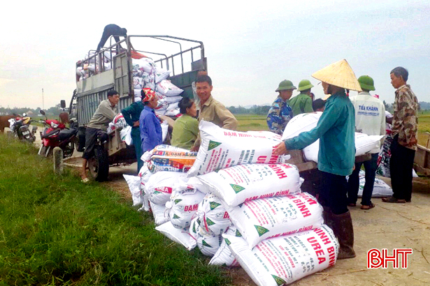 Thu mua lúa tươi tại ruộng, doanh nghiệp “chạy” bão cùng nông dân Hà Tĩnh