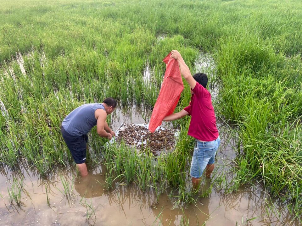 Nông dân Thạch Bình triển khai mô hình Cá- Lúa-Cua- Sen cao sản