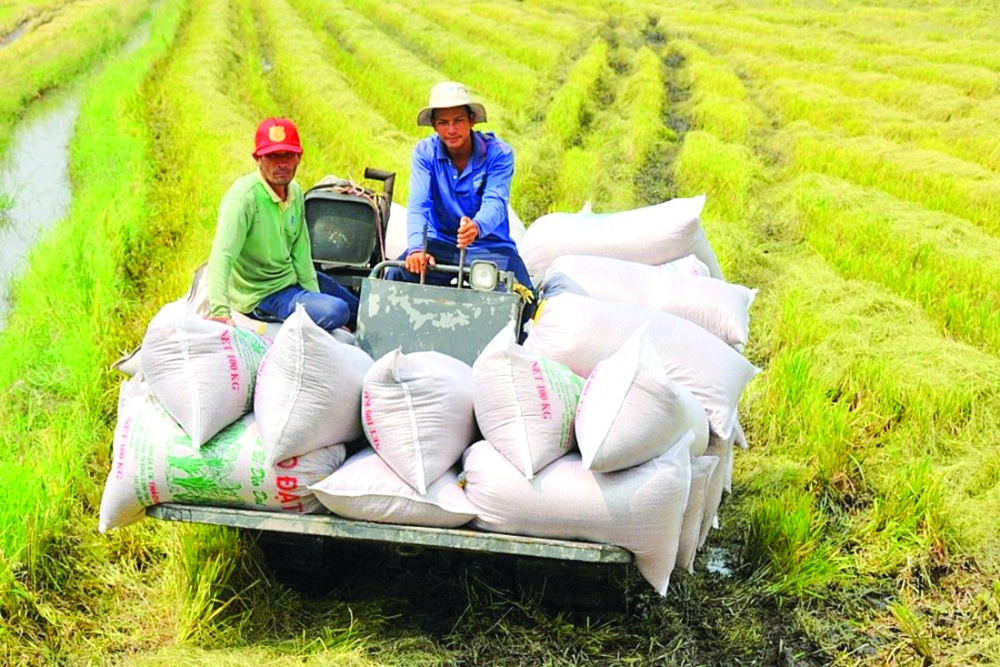  UBND tỉnh ban hành Quyết định giao một số chỉ tiêu định hướng chủ yếu sản xuất nông nghiệp năm 2024