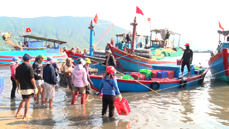 Ngư dân Kỳ Ninh trúng đậm cá cơm vào đầu năm mới