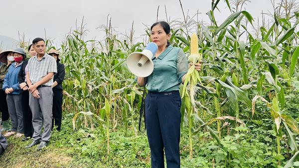 Hương Sơn: Mô hình sản xuất Ngô ngọt bước đầu cho hiệu quả kinh tế cao